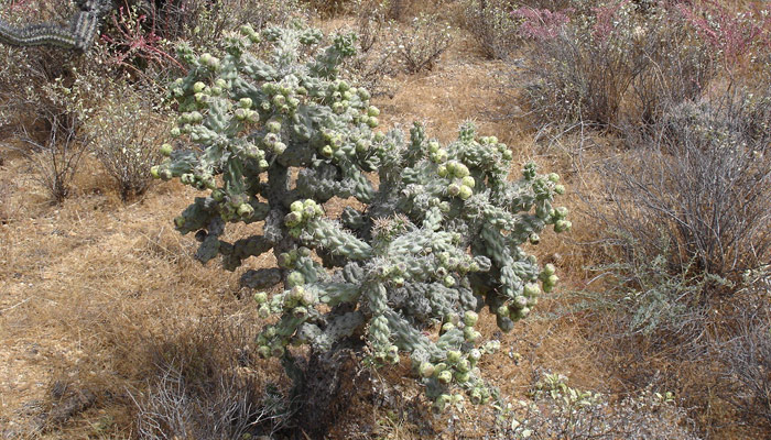 cactus