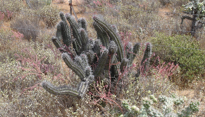 cactus