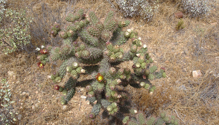 cactus