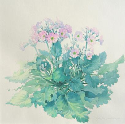 水彩画「WA011 桜草」 水彩画「WA011 桜草」