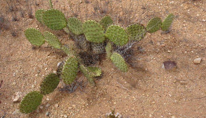 cactus